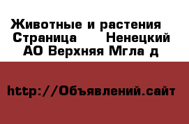  Животные и растения - Страница 14 . Ненецкий АО,Верхняя Мгла д.